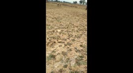 Electric wire kills cattle and reptiles