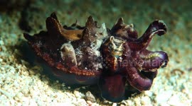 Rare Flamboyant Cuttlefish flashing its colours (no text)