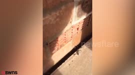 A pet cat was rescued - after being built into a house