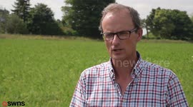 British farmer claims Xmas dinner could be ruined due to a shortage of CARROTS