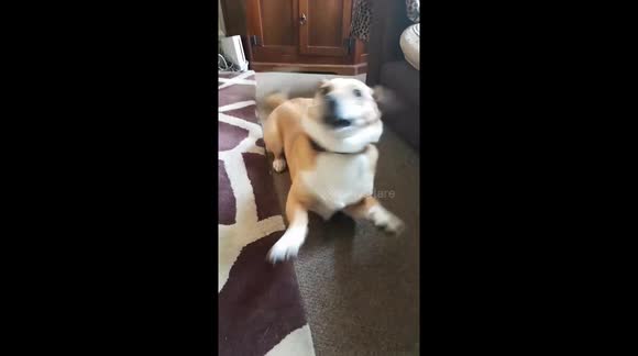 Dog being excited and acting weird...Hilarious
