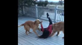 Dogs so excited to see owner that they knock her down