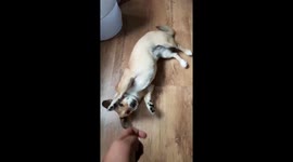 Dog doing gun trick for a treat