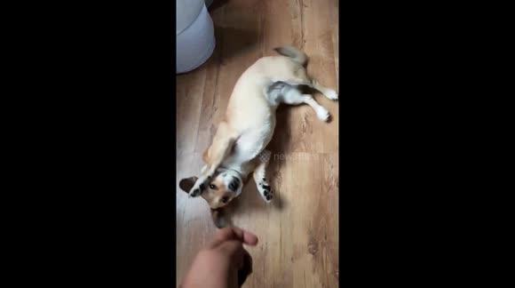 Dog doing gun trick for a treat