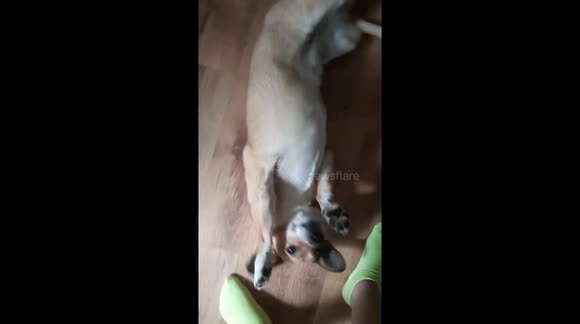 Winnie doing the cool gun trick