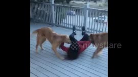 Dogs so excited to see owner that they knock her down