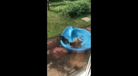 Mama raccoons and her & babies cool off in our pool