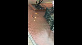 Goldfish swim on flooded pavement in northern Vietnam