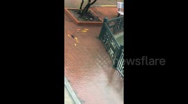 Goldfish swim on flooded pavement in northern Vietnam