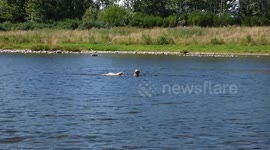 Dog caught short and poops in river.