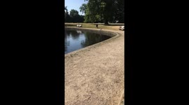 Heron clapham common