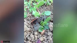 Giant wasp attacks and kills a tarantula