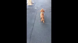 Puppy carrying big stick