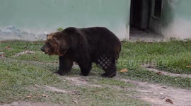 Black Bear Repeating Turning Around