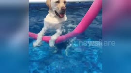 Dog uses noodle in the pool like a pro