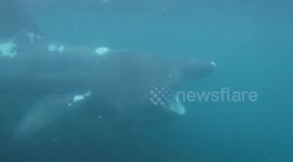 Divers have captured amazing footage of a huge basking shark