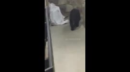 Family has close call with black bear outside Tennessee hotel