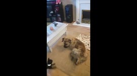 Pressa Canario playing with cat ..it is ridiculous when beast play with little cats