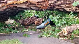 Huge tree crushes parked car after severe storm in Denver