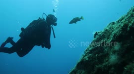 Usually shy fish surprises diver when it sticks around to socialize