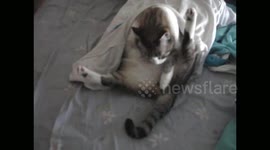 Naughty cat caught in act