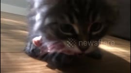 Growling kitten with lamb bone