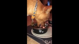 Dog drinking in slow motion
