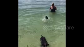 Puppy teaches baby sister how to swim
