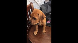 Having a lunch with delthepup