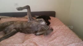 Iker i Taison (dog and cat)