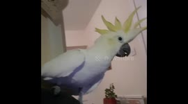Parrot saying hello to many times