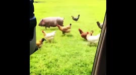 Farm animals taking part in the #InMyFeelingsChallenge goes viral