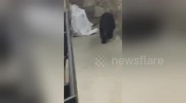 Family has close call with black bear outside Tennessee hotel