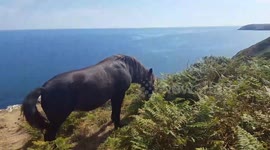 Wild pony cliff edge Cornwall in heatwave