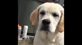 Puppy version of a cannon ball