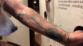 Dog tries to howl like wolf!