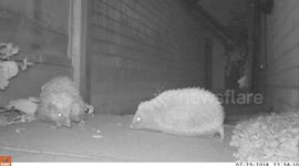 Surveillance camera in Bolton captures hedgehogs fighting
