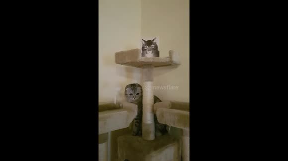 Cat tree