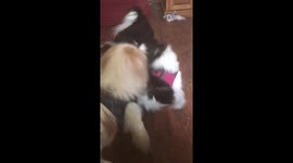 Puppies in diapers playing!