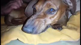 Evil come when you pet me