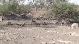 African Wild Dog pack at a waterhole - playing, wading, drinking, resting