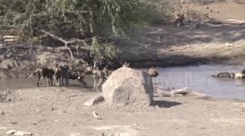 African Wild Dog pack playing at a waterhole - wading, chasing, wrestling