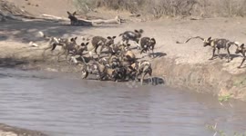 Wild Dog pups competing for food regurgitated by an adult.
