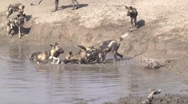 Wild Dog pups play-fighting and chasing one another in a waterhole