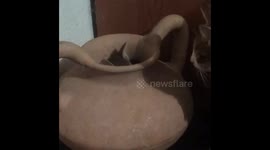 Kitten playing hide and seek