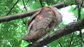 Barn owl turns to look at me