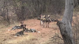 African Wild Dogs with bloody faces resting after hunting and feeding