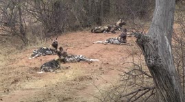 African Wild Dogs with bloody faces resting after hunting and feeding - closer view