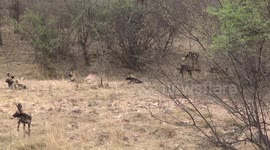Wild Dog pack moving off into the bush after resting