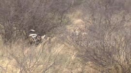 African Wild Dog pack jostling on another to get some of their concealed kill